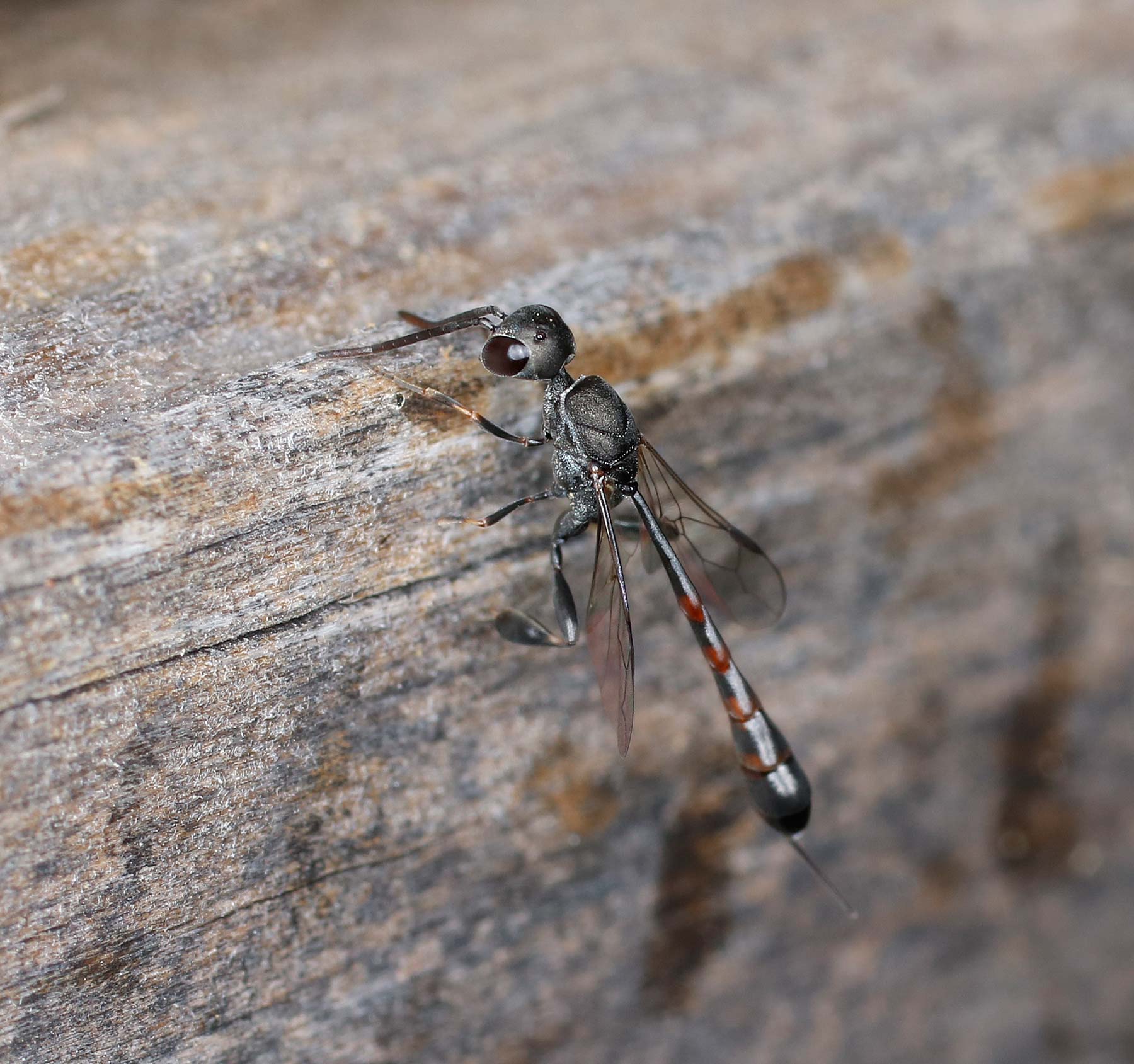 Gasteruptiidae: Gasteruption cfr. assectator
